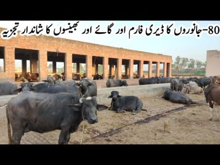 Dairy Farming Business Tips 2020 | Dairy Farming Business Feasibility | Village Info