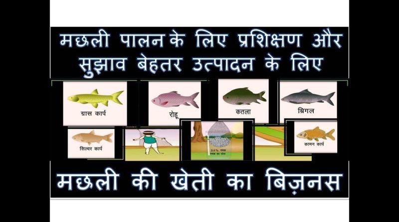 Tips And Training For Fish Farming Business In India In Hindi For Good Production