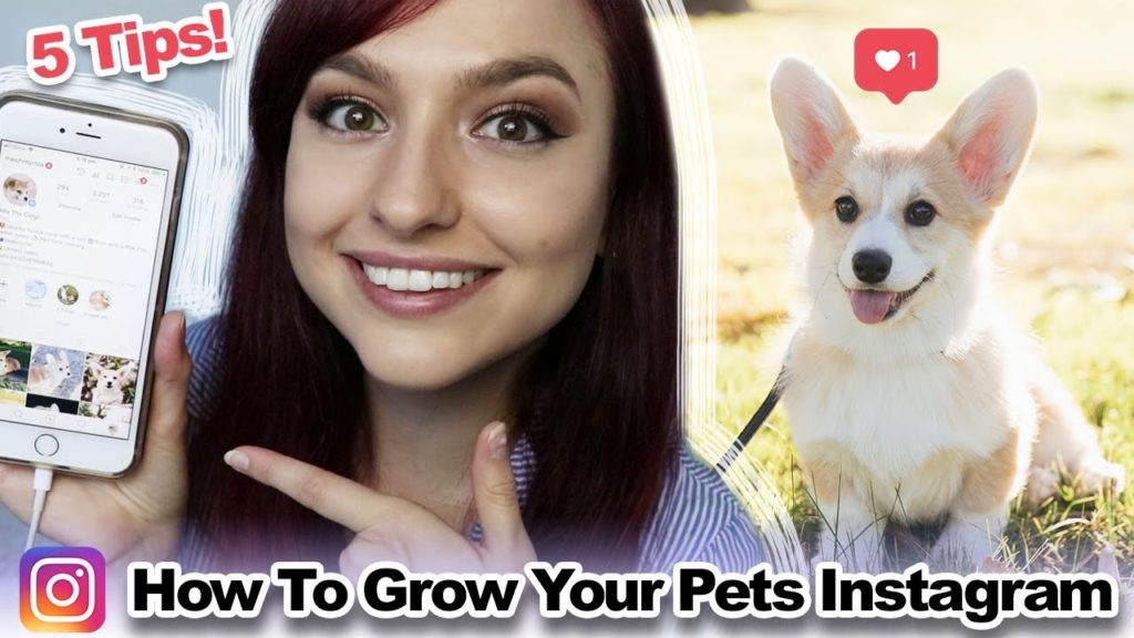 How to Grow a Pet Instagram Account | 5 Tips!