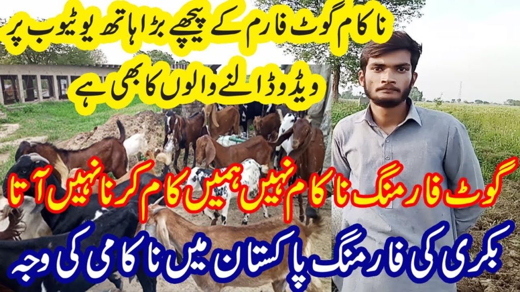 Tips For Goat Farmer / Goat Farming in Pakistan / Goat Farm Business