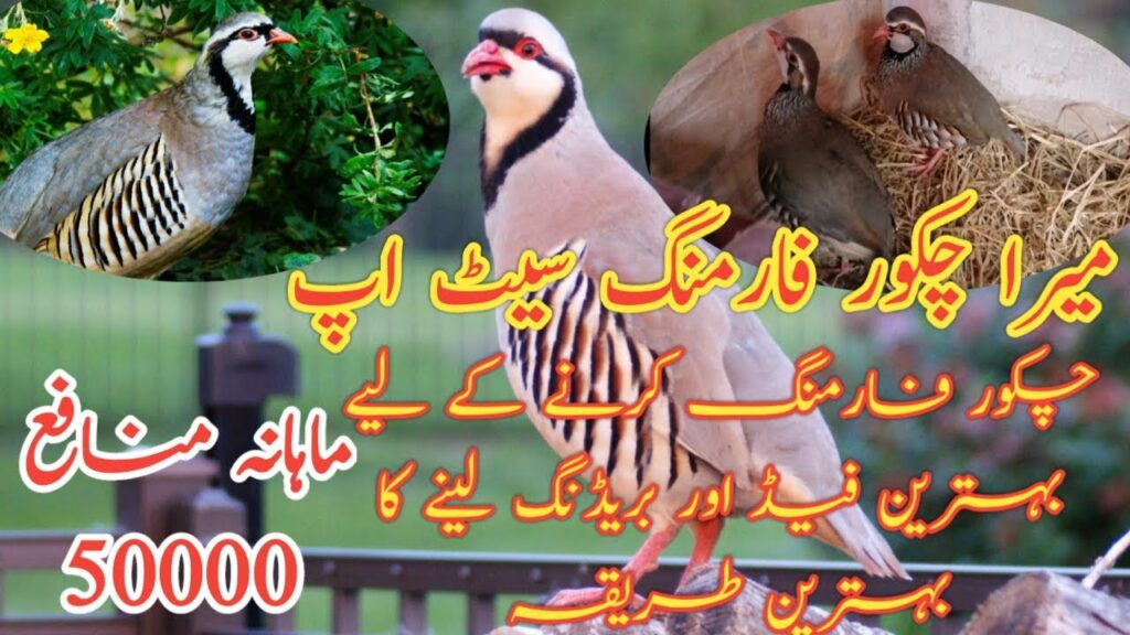 Chakoor Farming Business Idea || My Setup Chakoor Farming Breeding Tips Urdu Hindi 2019
