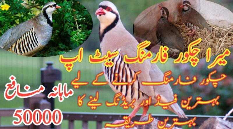 Chakoor Farming Business Idea || My Setup Chakoor Farming Breeding Tips Urdu Hindi 2019