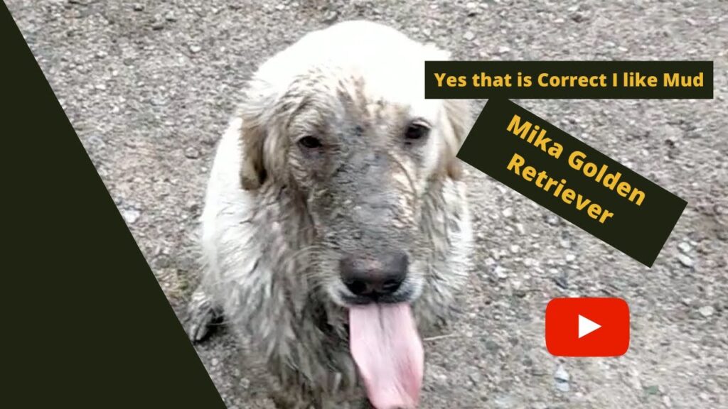 Oh no Mika Golden Retriever 1