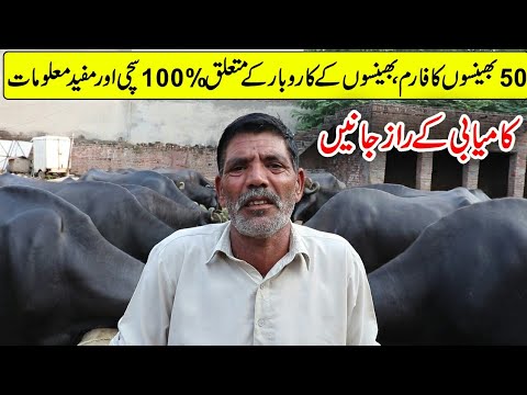 Aslam Dairy Farm | Buffaloes Dairy Farming in Urdu | Dairy Farming | Buffaloes Business in Pakistan