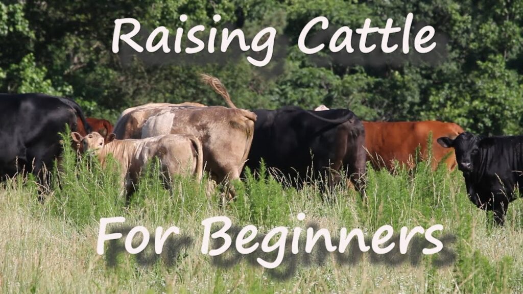 Raising Cattle for Beginners