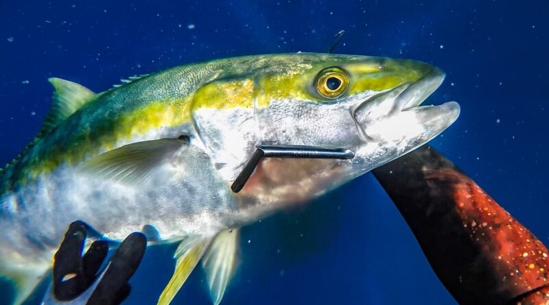 Tips for spearfishing Yellowtail Kingfish