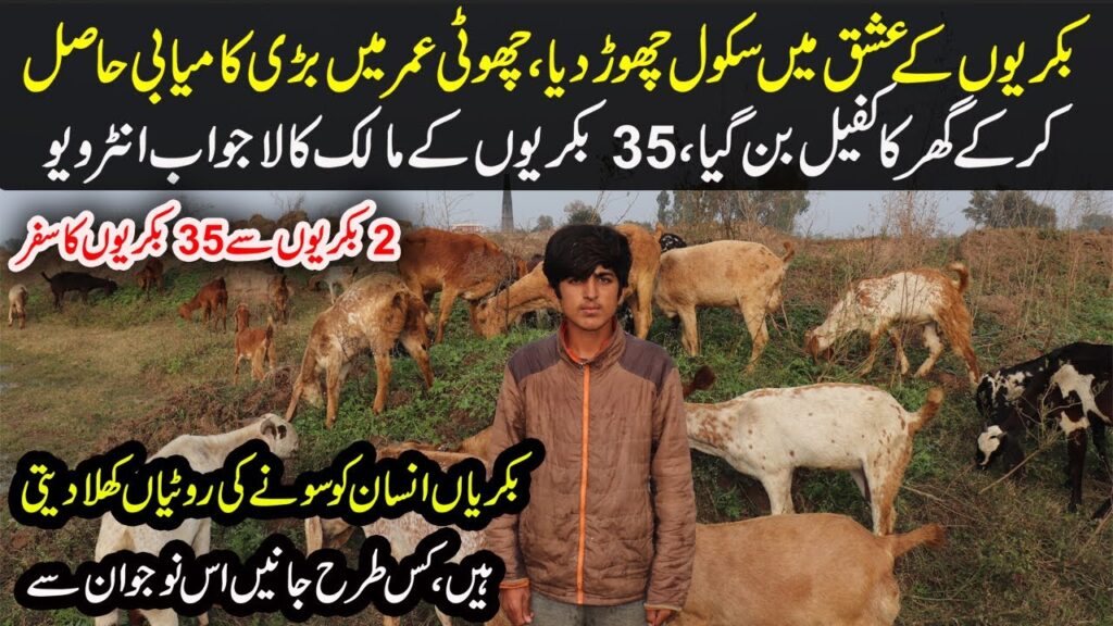 Young Goat Farmer | Desi Goat Farming Tips in Urdu | Goat Farming in Punjab | How to Start Goat Farm
