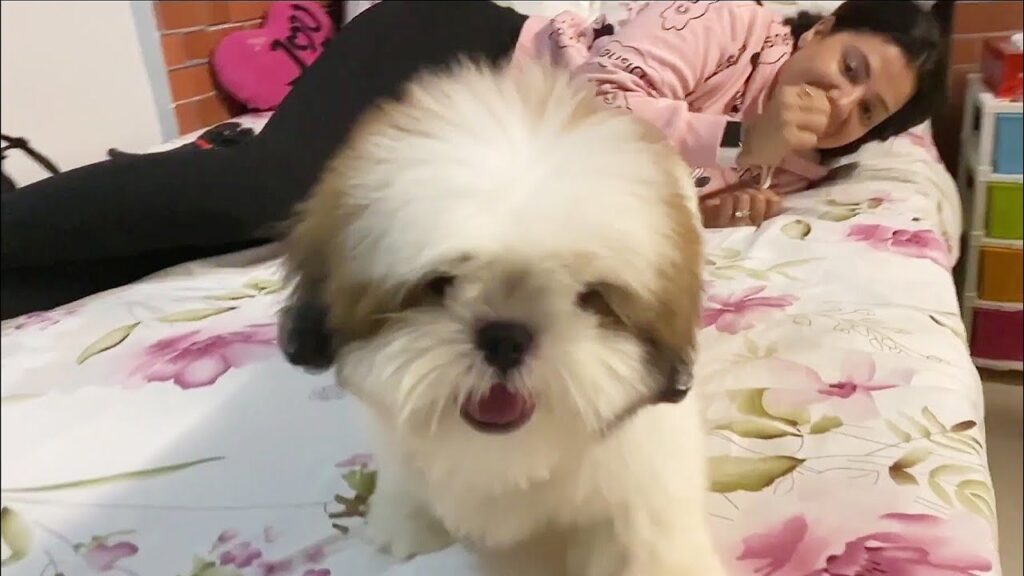 Meet WORLDs CUTEST DOG | Ss Vlogs :-) 1