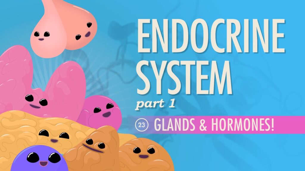 Endocrine System, Part 1 - Glands & Hormones: Crash Course A&P #23