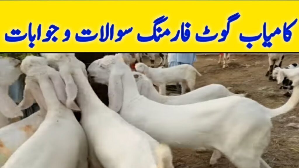 Goat Farming Business In Pakistan | Goat Farming tips tricks | very profitable business ideas