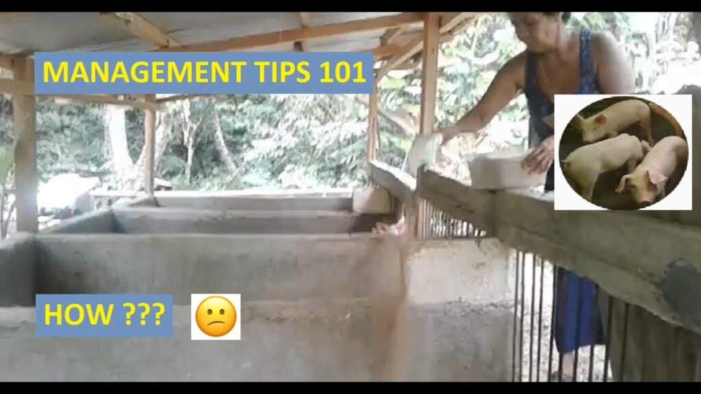 Piggery Management Tips 101