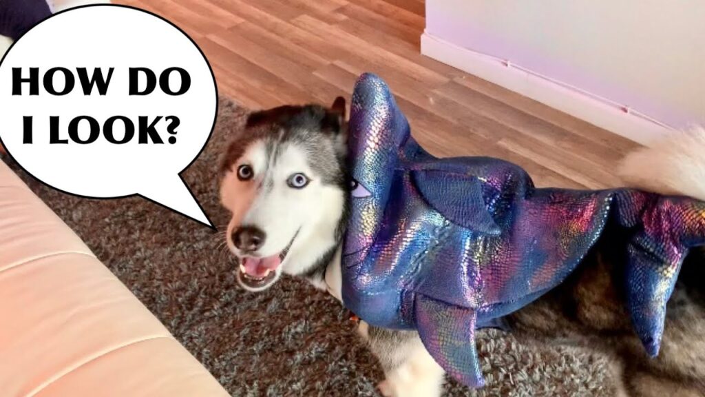 Meeka The Talking Husky REVIEWS Halloween Costumes! 😍 (SO FUNNY!🤣) 1