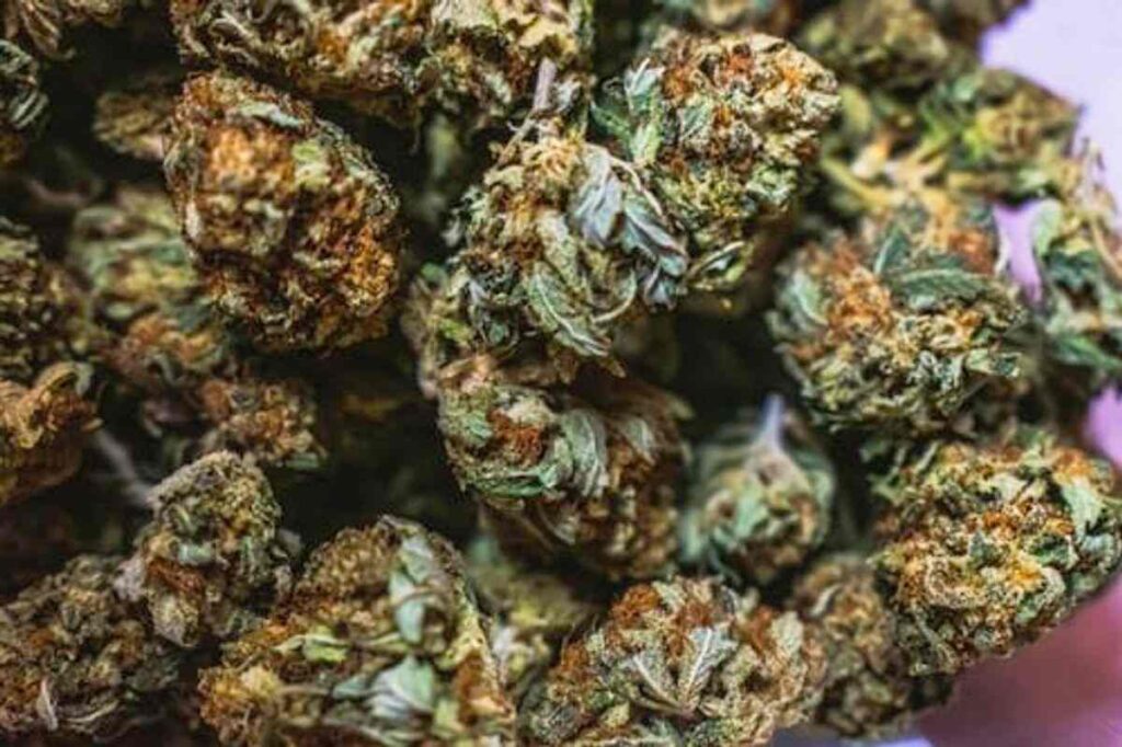Sour Alien Og Strain