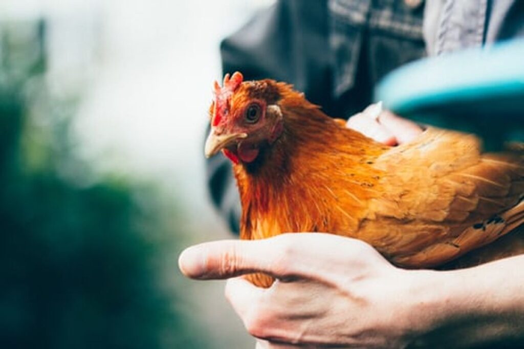 backyard chickens