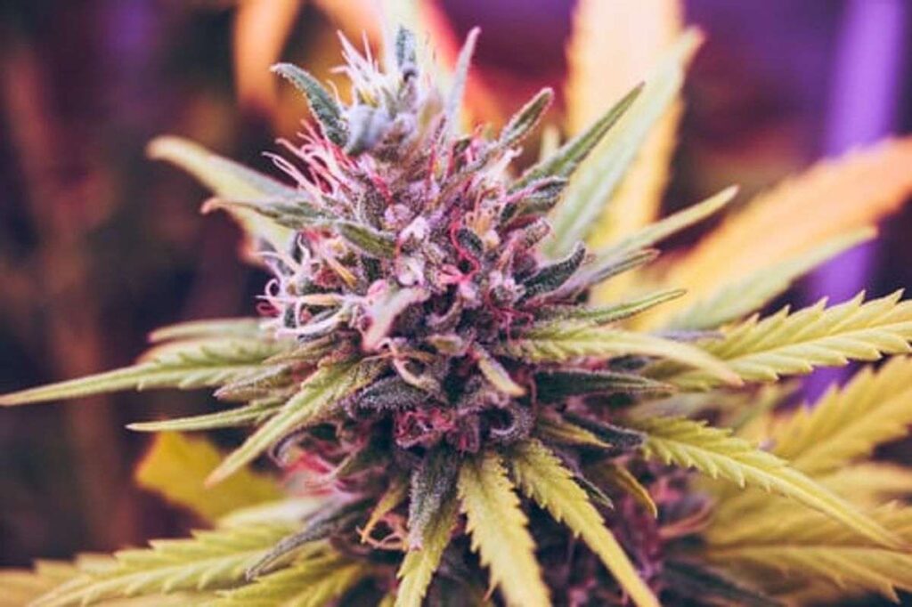 buy marijuana in Europe