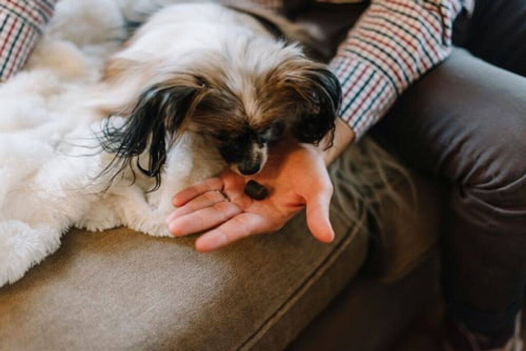 most delicious dog treats they can