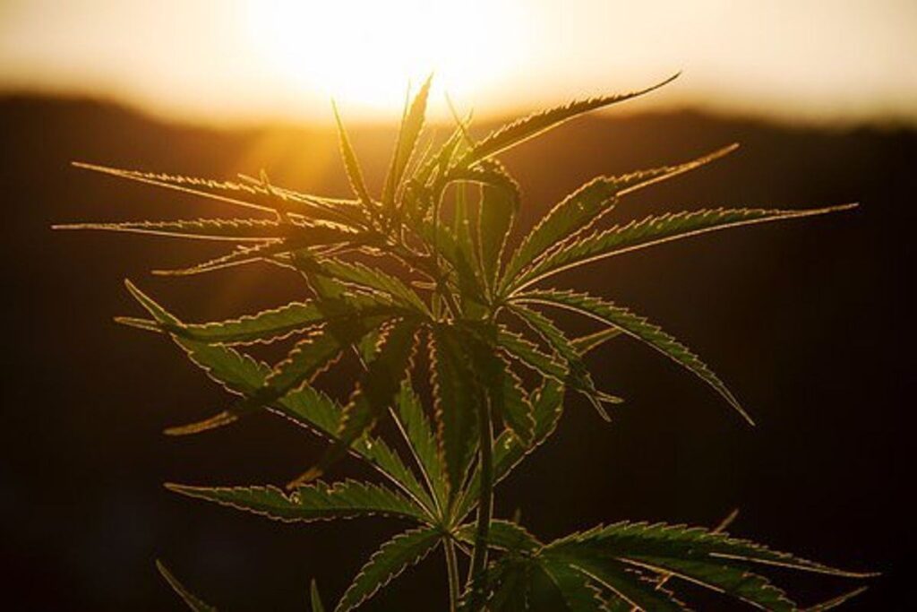 buy weed online uk