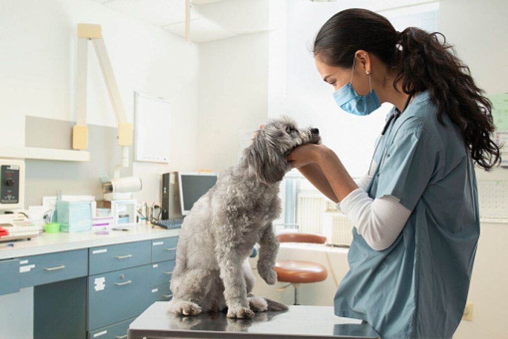 veterinary doctor