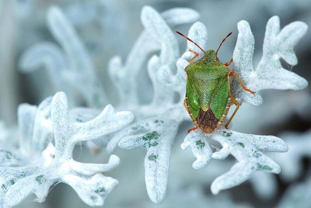 How To Kill Stink Bugs In Homes