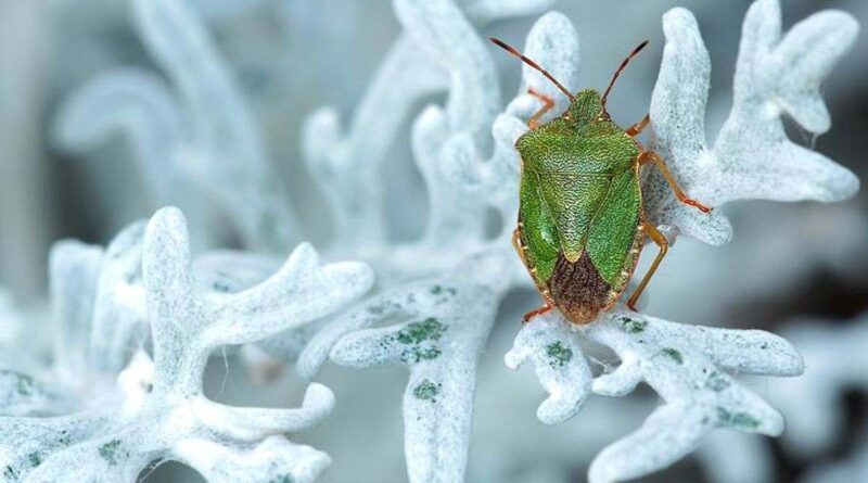 How To Kill Stink Bugs In Homes