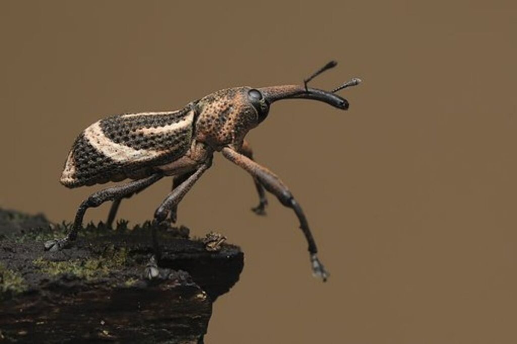 How To Kill Stink Bugs With Dish Soap