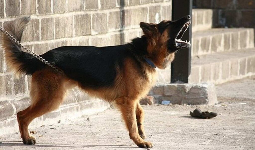 How To Quickly Stop Dog Barking