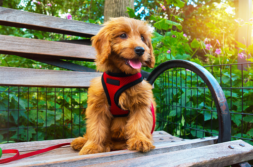 5 Coolest Dog Harnesses For Your Furry Friend 1