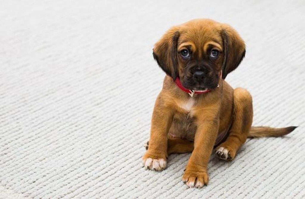 way to train a dog