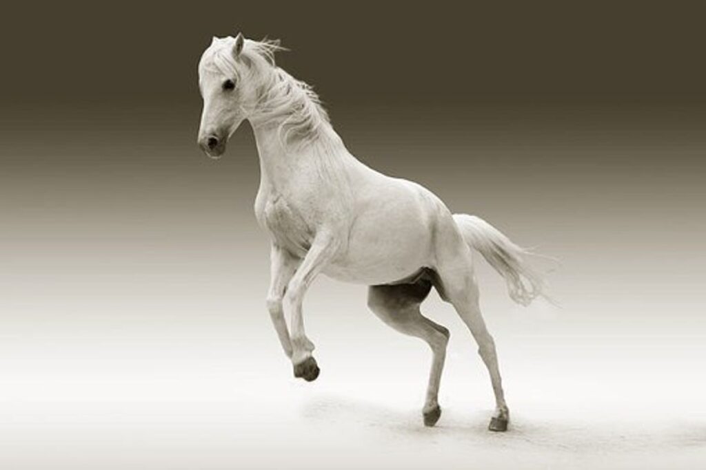 Owning A Horse Really Cost