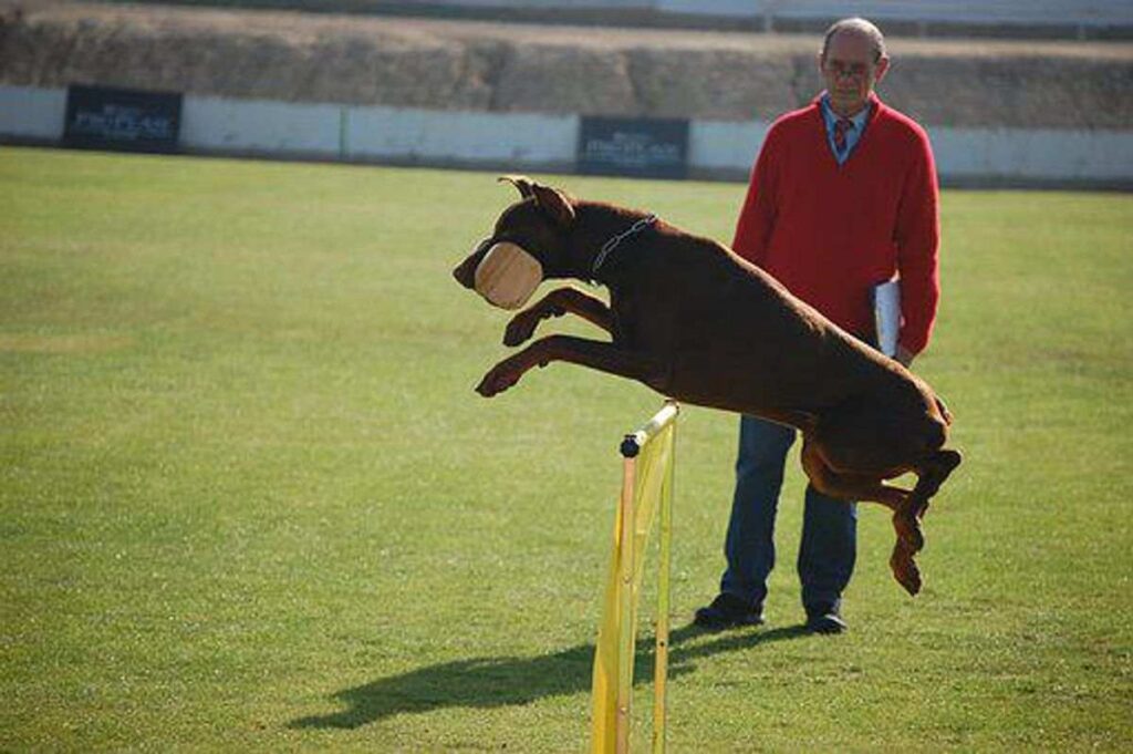 Hiring A Pet Dog Trainer