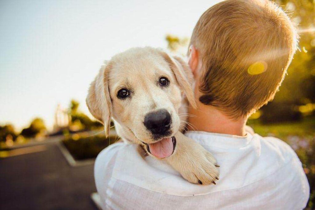 dog food for allergies