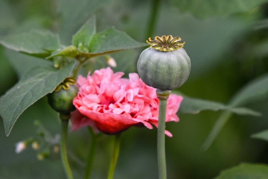 Dried poppy pods