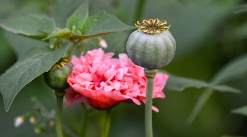 Dried poppy pods