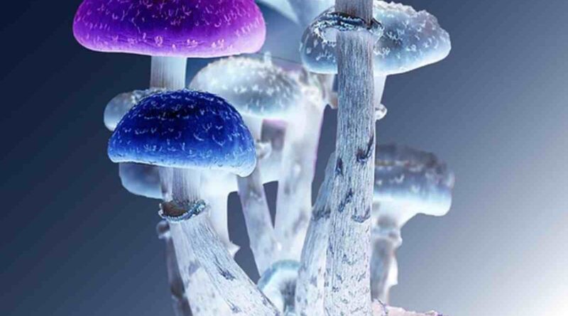 Mr mushies