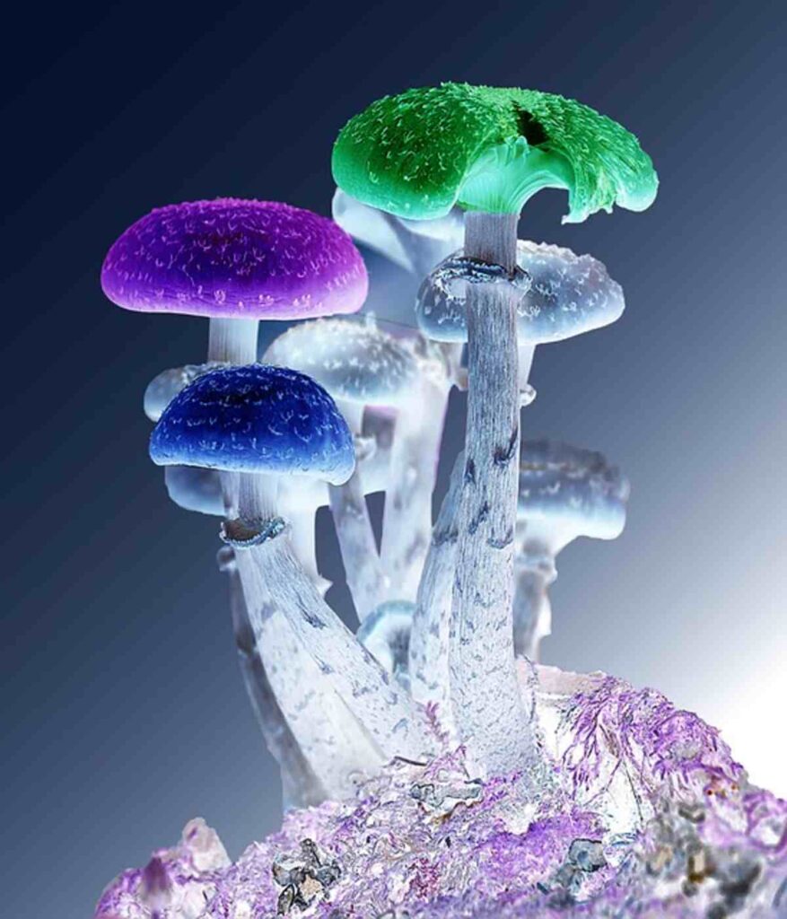 Mr mushies