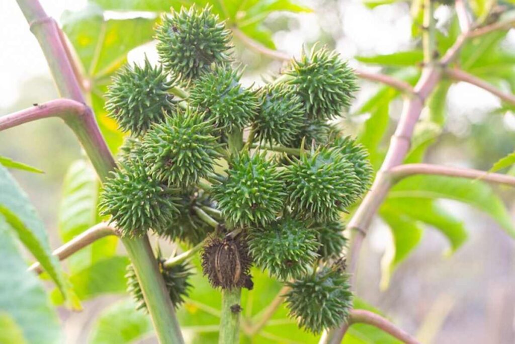 where to place castor oil pack for liver