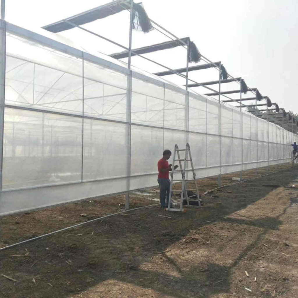 china black out greenhouse