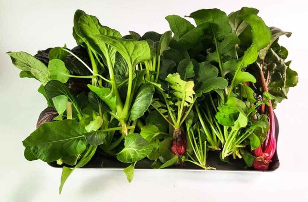 best hydroponic