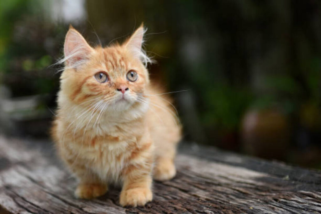 Munchkin cats for sale