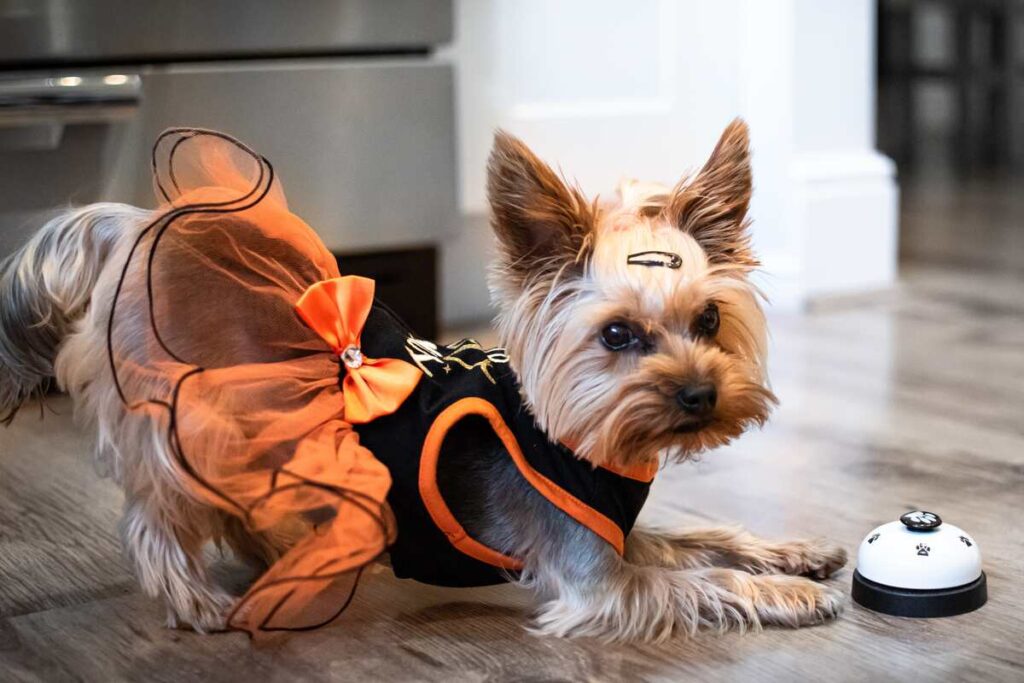 designer harness for small dogs