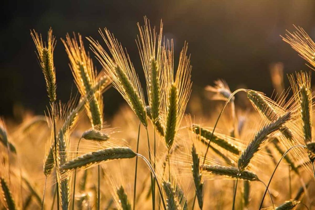 Wheat