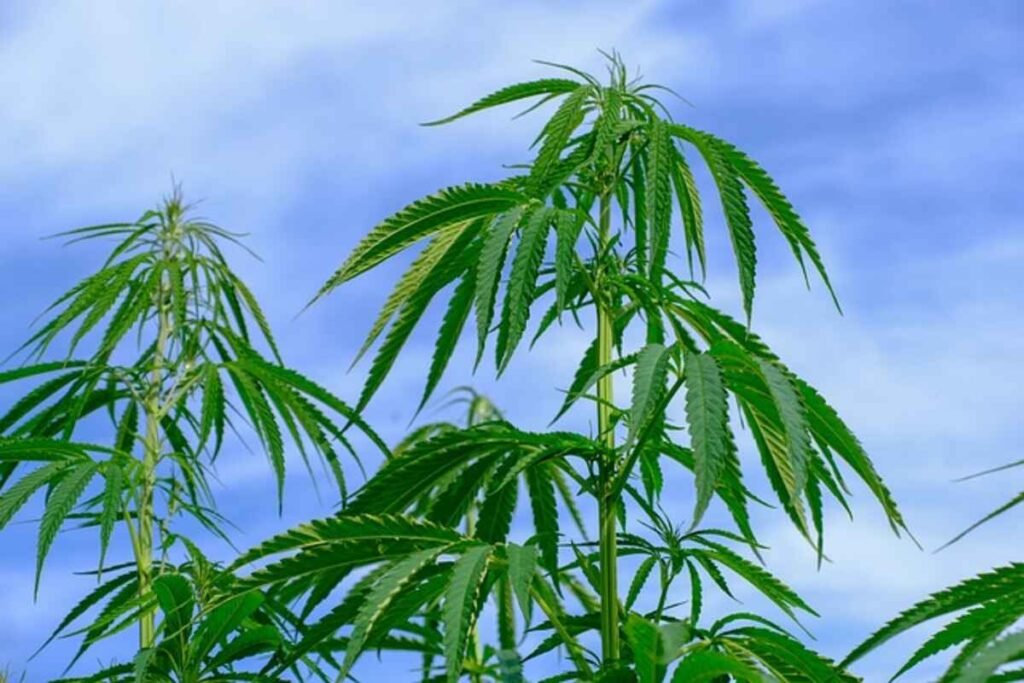 Knowing the Differences THCA vs THC