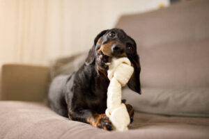 Using Your Pup Best Active Dog Toys