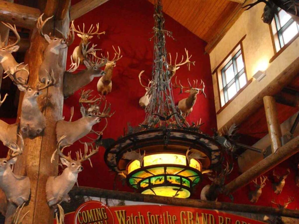 Taxidermy Mounts A Collector's Guide