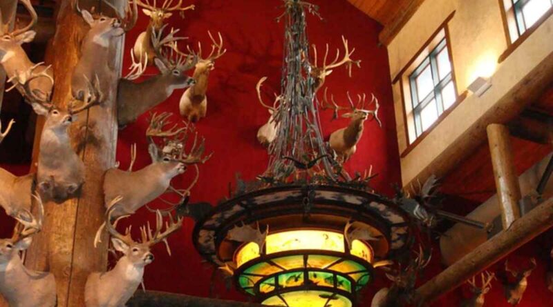 Taxidermy Mounts A Collector's Guide